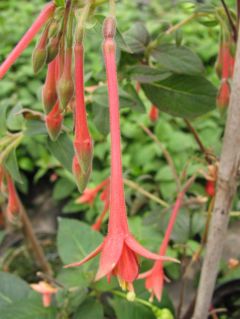 Fuchsienbild Fulpila 02